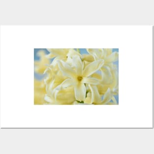 Hyacinthus orientalis  &#39;Gypsy Princess&#39;  Hyacinth Posters and Art